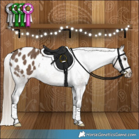 Horse Color:Liver Red Dun Appaloosa Brindle 