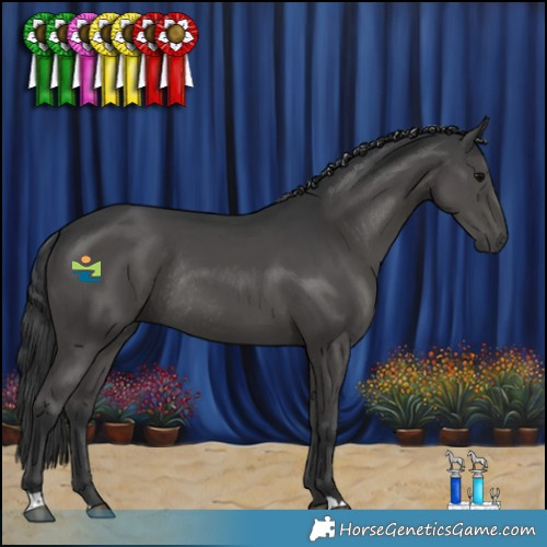 Horse Color:Black Rabicano 