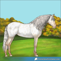 Horse Color:Gray Silver Amber Cream Champagne Pearl Dun Appaloosa 