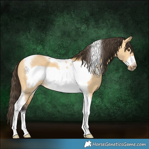 Horse Color:Buckskin Dun Tobiano Frame 