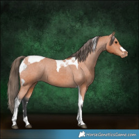 Horse Color:Bay Tobiano Appaloosa 