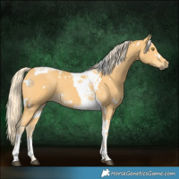 Horse Color:White Spotted Palomino Tobiano 