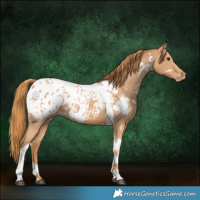 Horse Color:White Spotted Chestnut Tobiano Appaloosa 