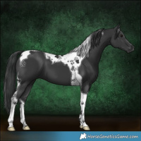 Horse Color:Black Tobiano 