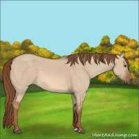 Horse Color:Red Dun 