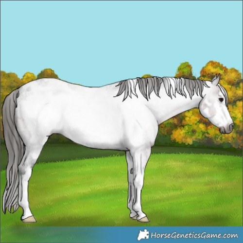 Horse Color:Gray White Spotted Bay Roan Frame Appaloosa
