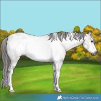 Horse Color:Gray White Spotted Bay Roan Frame Appaloosa