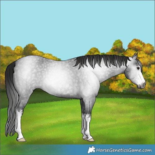 Horse Color:Gray White Spotted Smoky Blue Roan