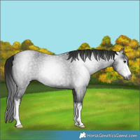 Horse Color:Gray White Spotted Smoky Blue Roan 