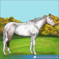 Horse Color:Gray Silver Bay Tobiano