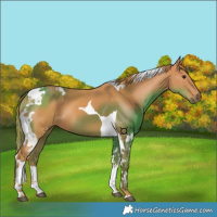 Horse Color:Chestnut Tobiano