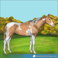 Horse Color:Chestnut Splash Tobiano Rabicano