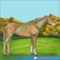 Horse Color:Chestnut Tobiano Rabicano 