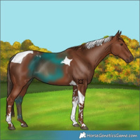 Horse Color:Chestnut Tobiano 