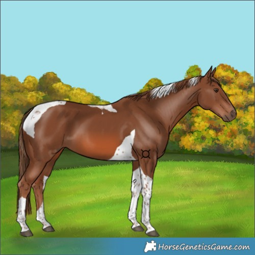Horse Color:Chestnut Tobiano