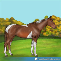 Horse Color:Chestnut Tobiano
