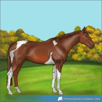 Horse Color:Chestnut Tobiano