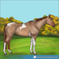 Horse Color:Red Dun Tobiano
