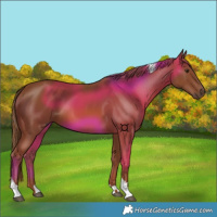 Horse Color:Chestnut Tobiano