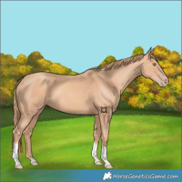 Horse Color:Gold Champagne Tobiano 
