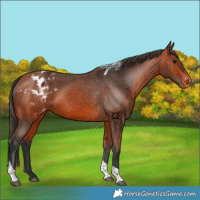 Horse Color:Bay Tobiano Appaloosa