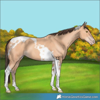 Horse Color:Amber Champagne Tobiano