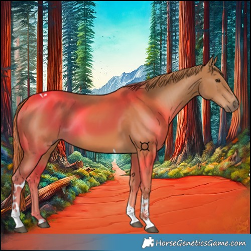 Horse Color:Chestnut Tobiano