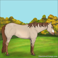 Horse Color:Red Dun 