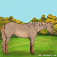 Horse Color:Red Dun 