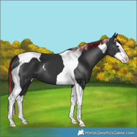 Horse Color:Painted Black Splash Tobiano 