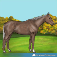 Horse Color:Silver Black 