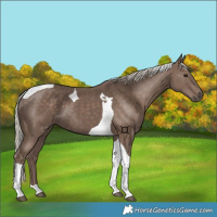 Horse Color:Silver Black Tobiano 