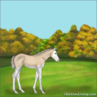 Horse Color:Silver Classic Champagne Dun Splash 