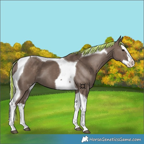 Horse Color:Painted Silver Black Splash Tobiano 