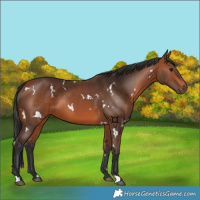Horse Color:White Spotted Bay