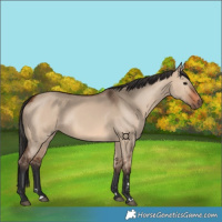 Horse Color:Brown Dun