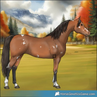 Horse Color:White Spotted Bay Tobiano 