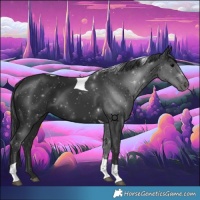 Horse Color:Black Tobiano 