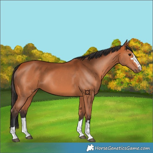 Horse Color:Bay 