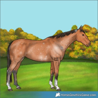Horse Color:Bay Tobiano 