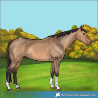 Horse Color:Bay Dun Tobiano 