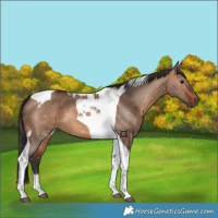 Horse Color:Brown Dun Tobiano 