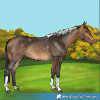 Horse Color:Buckskin Sabino Tobiano
