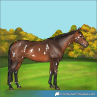 Horse Color:White Spotted Bay 