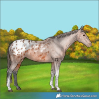 Horse Color:Bay Tobiano Appaloosa