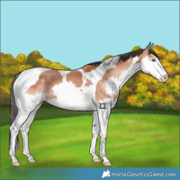 Horse Color:Bay Splash Tobiano