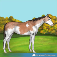 Horse Color:Bay Splash 
