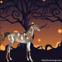 Horse Color:White Spotted Liver Red Dun 