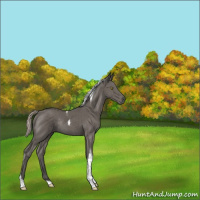 Horse Color:Silver Black Tobiano Rabicano