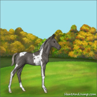 Horse Color:Silver Black Tobiano Rabicano 